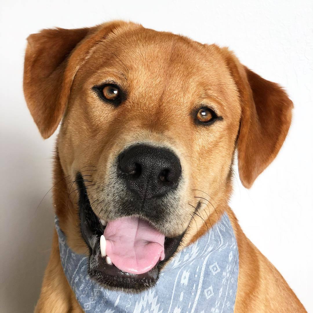 THE FOGGY DOG Aztec Bandana DOG CO