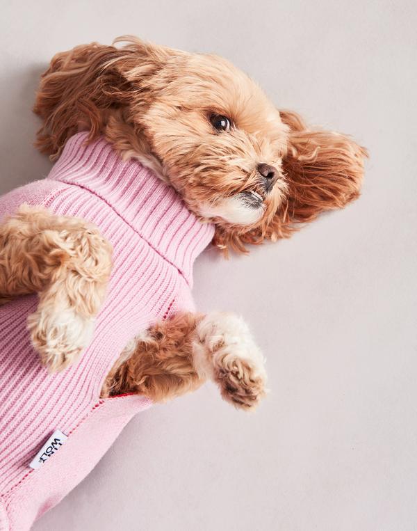 Tiny wolf sales dog jumpers