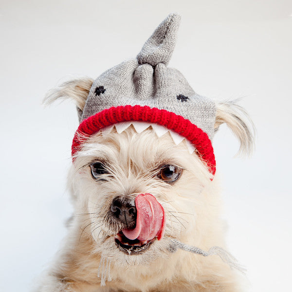 Dog shark hat store