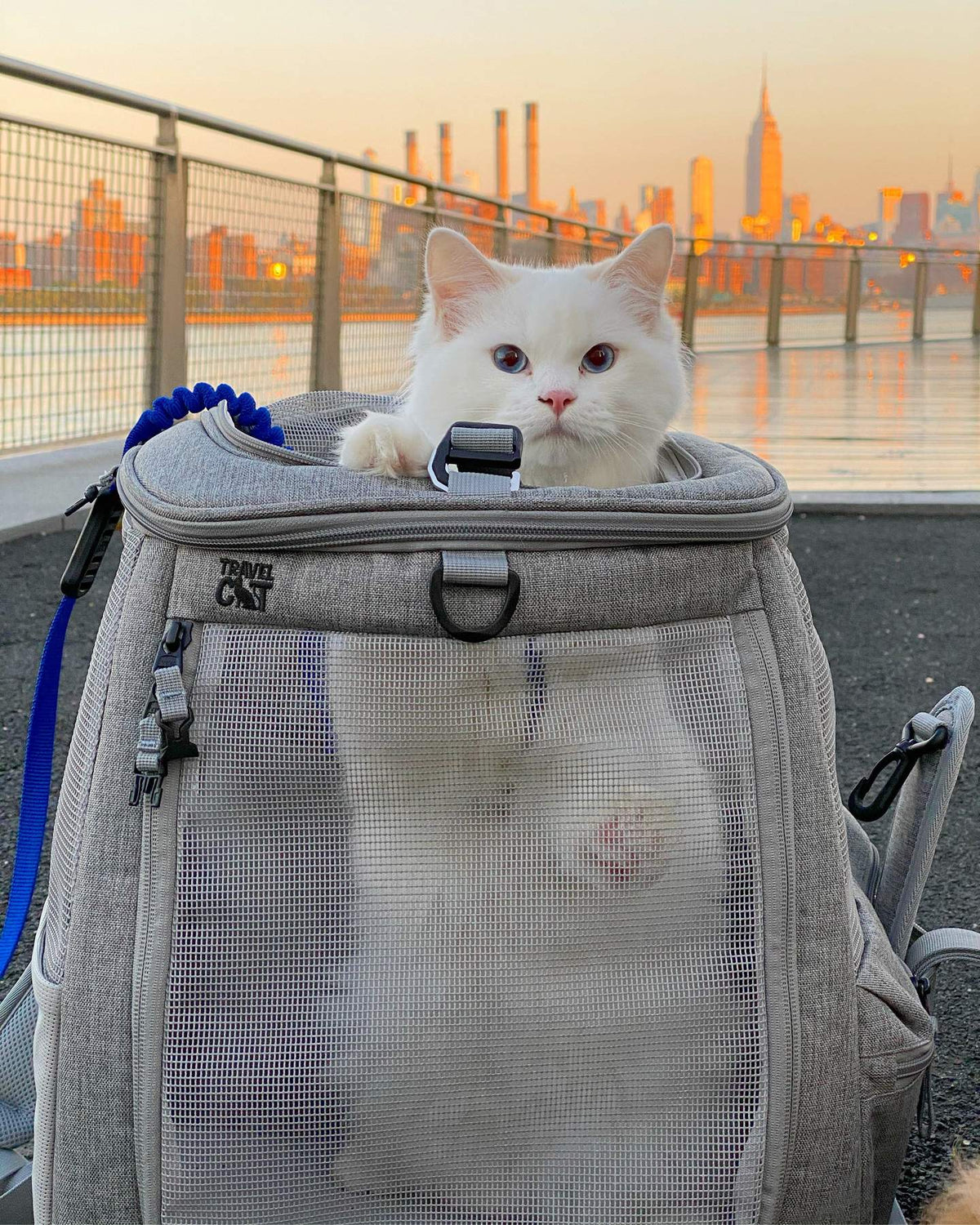 YOUR CAT BACKPACK The Navigator Convertible Cat Backpack DOG & CO.