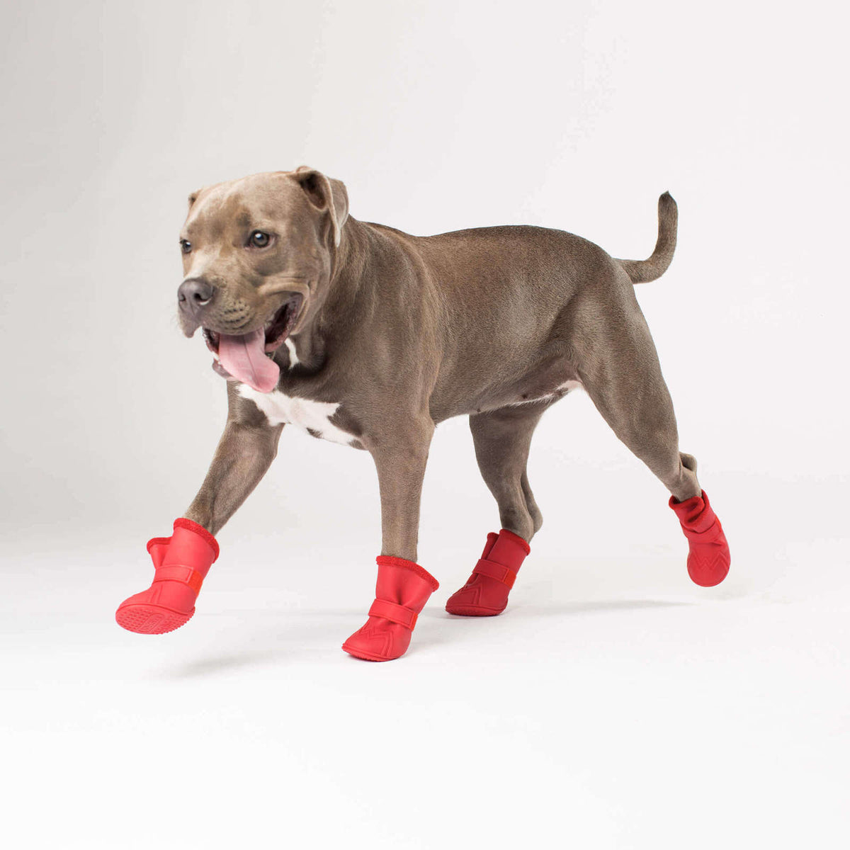 Wellies for dogs discount