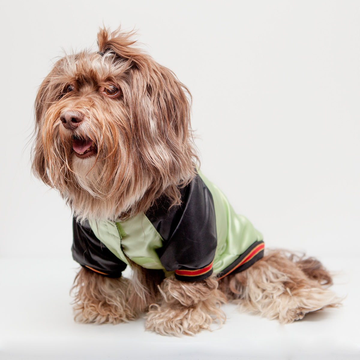 Croci dog jacket discount
