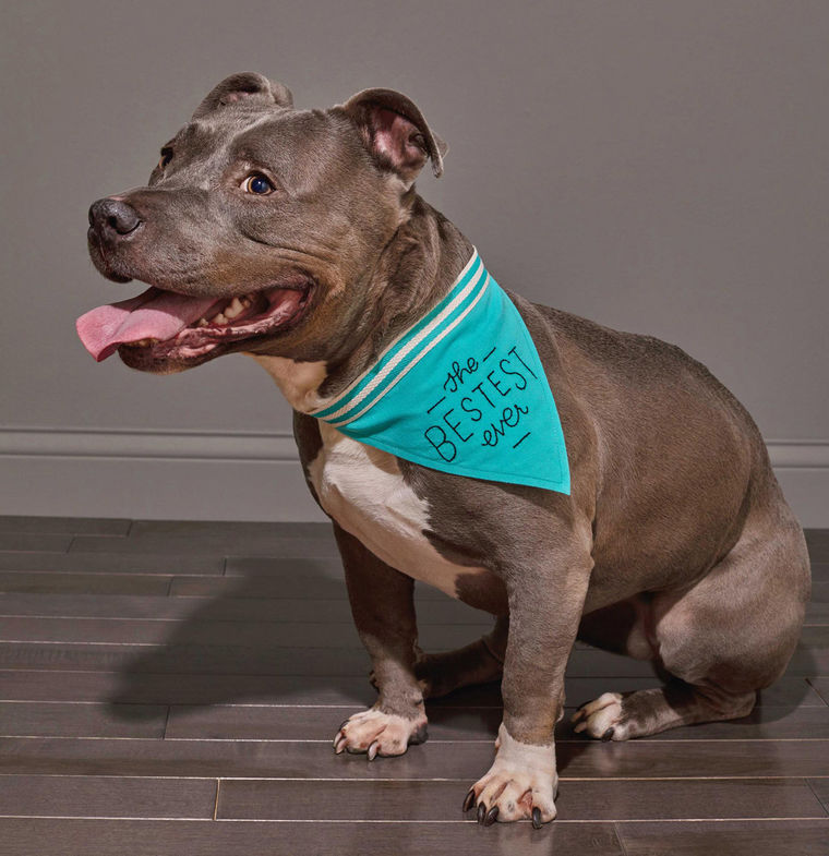 Easy tiger dog best sale bandana