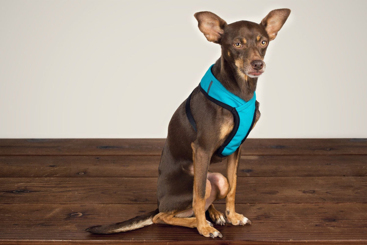 WILDEBEEST Laguna Harness in Turquoise DOG & CO.