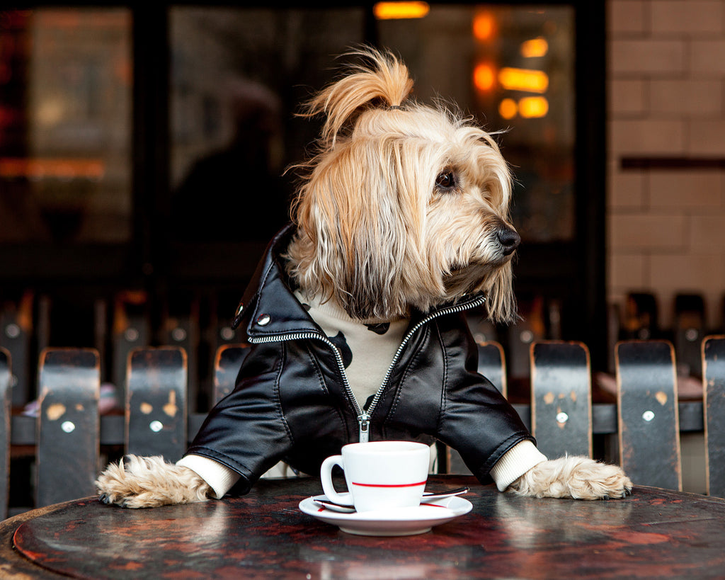 A dog in a moto jacket sits at a table with a cup of coffee
