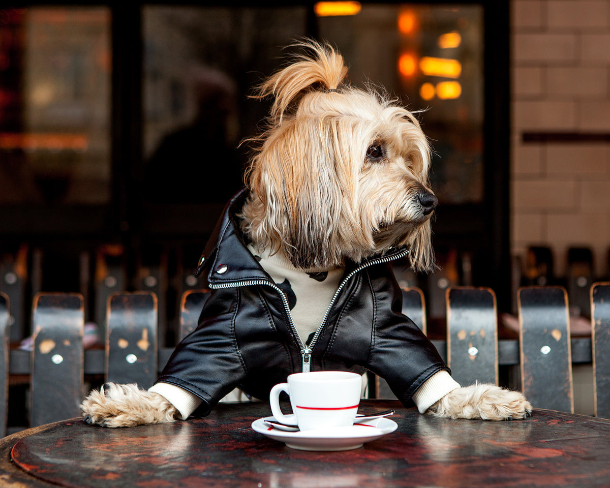 Dine with your Dog 10 DogFriendly Restaurants in New York City DOG