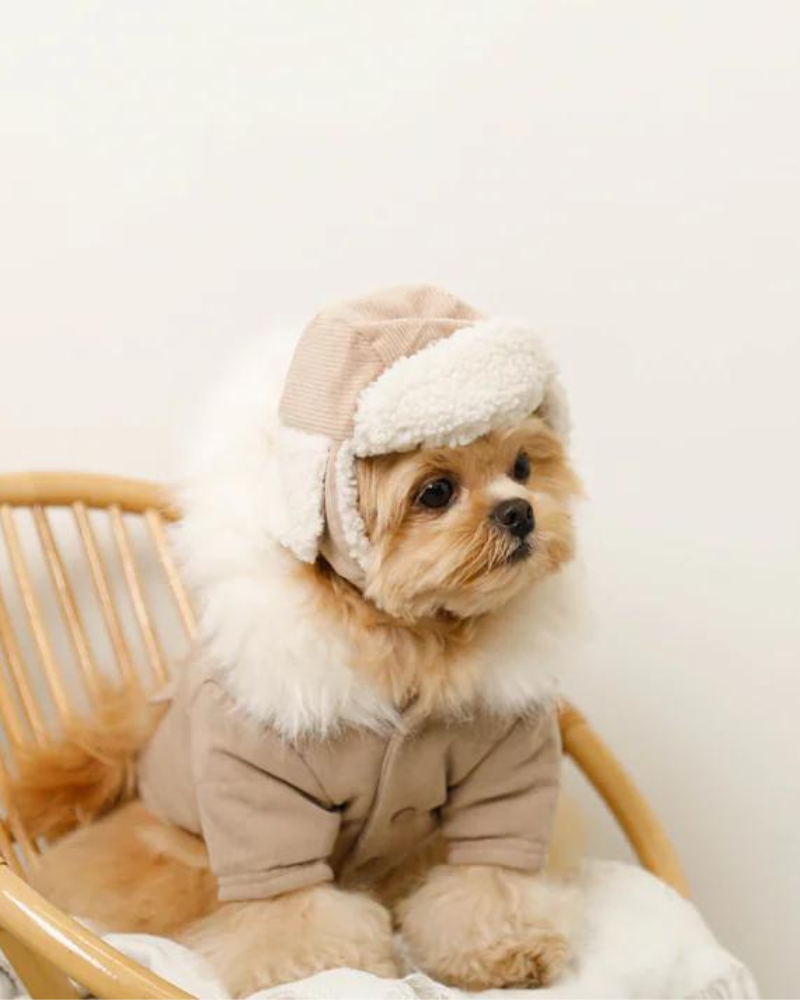 Corduroy Pet Flight Cap Wear MONCHERI   