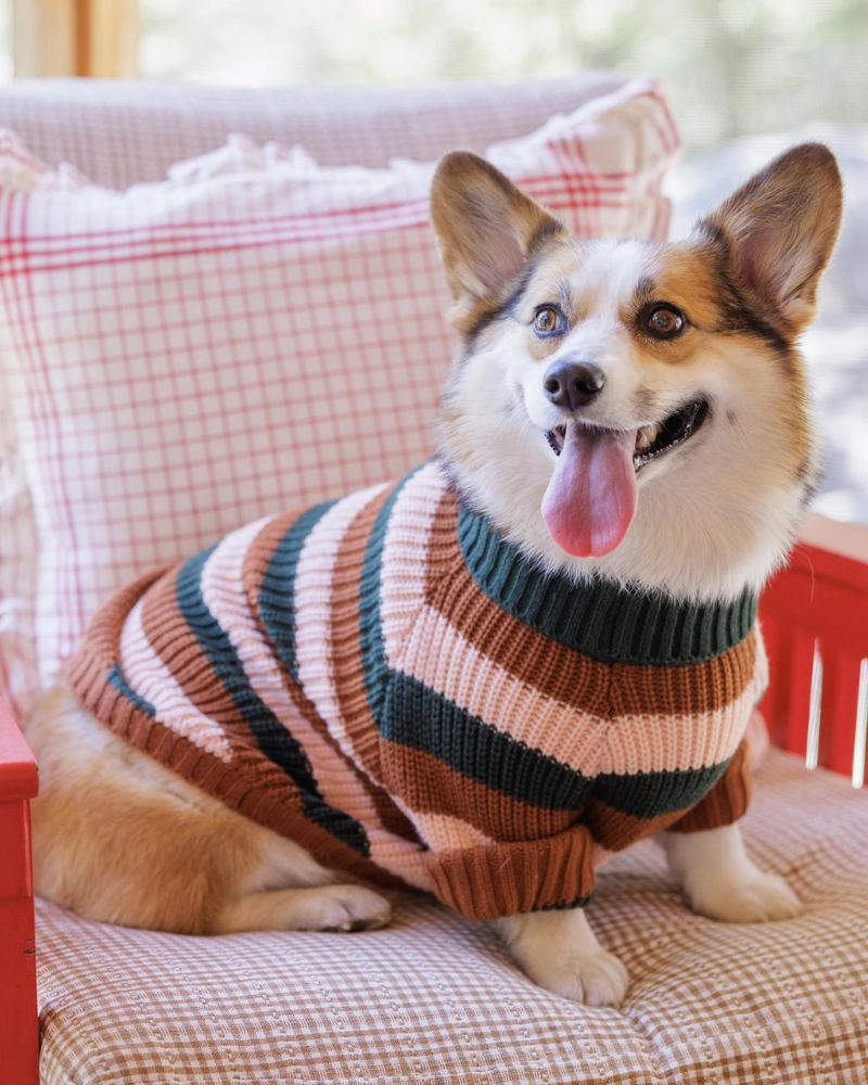 Bold Stripe Dog Sweater (FINAL SALE) Wear THE FOGGY DOG