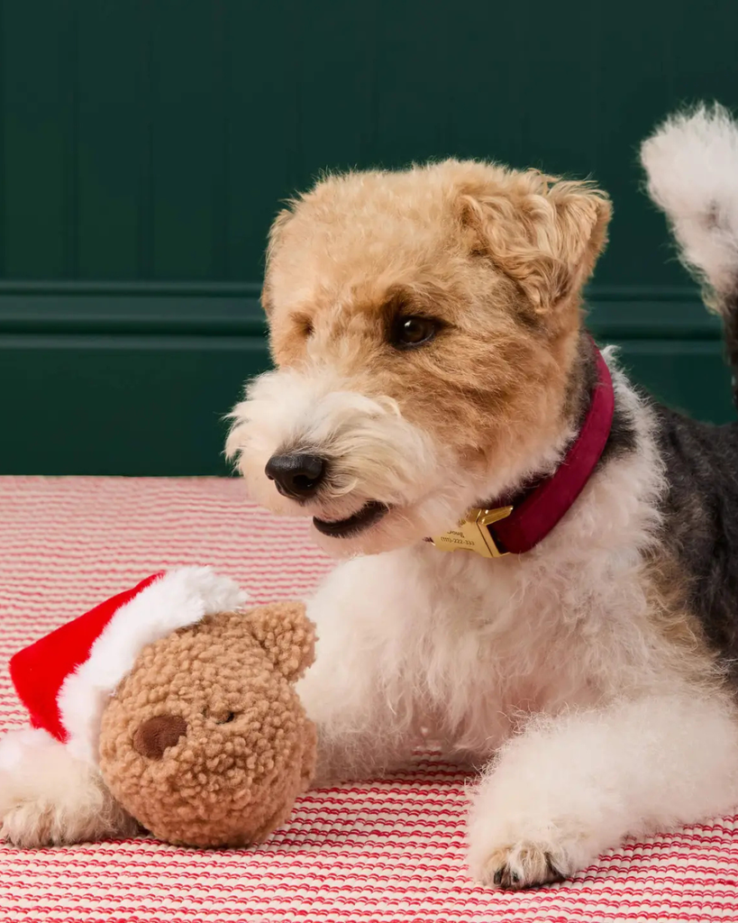 Santa Teddy Bear 2-in-1 Bounce Dog Toy PLAY THE FOGGY DOG