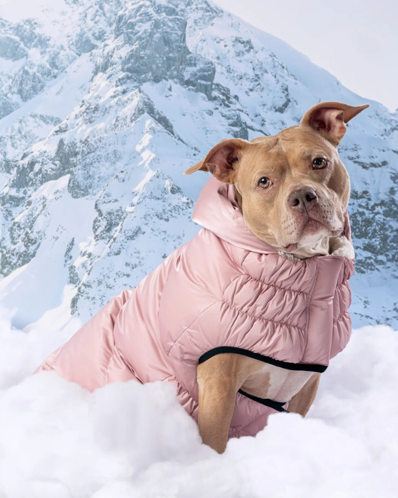 Lunar Glow Dog Parka in Pink Wear GF PET