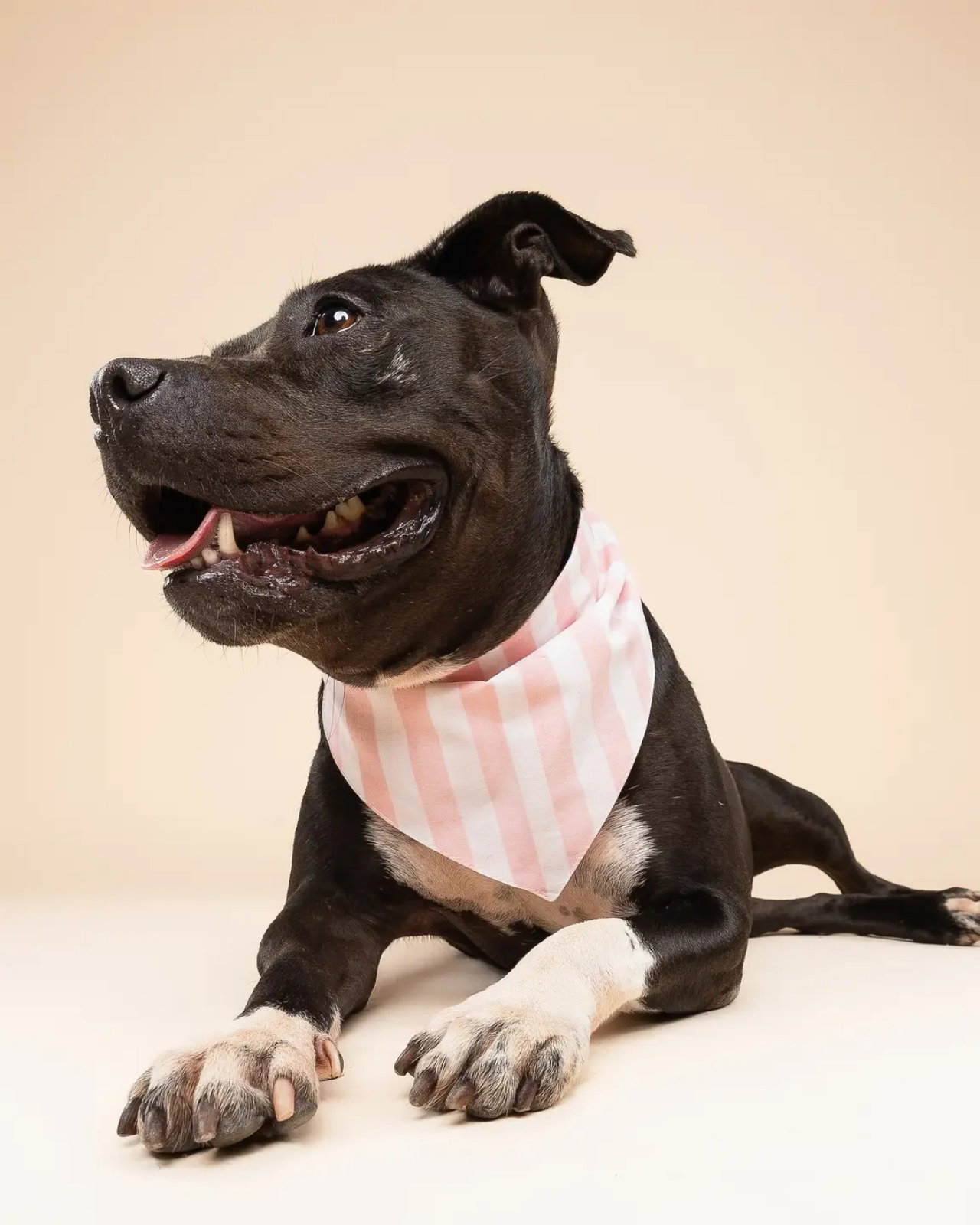 DOG & CO. | Quality Pet Products, In-Store & Online