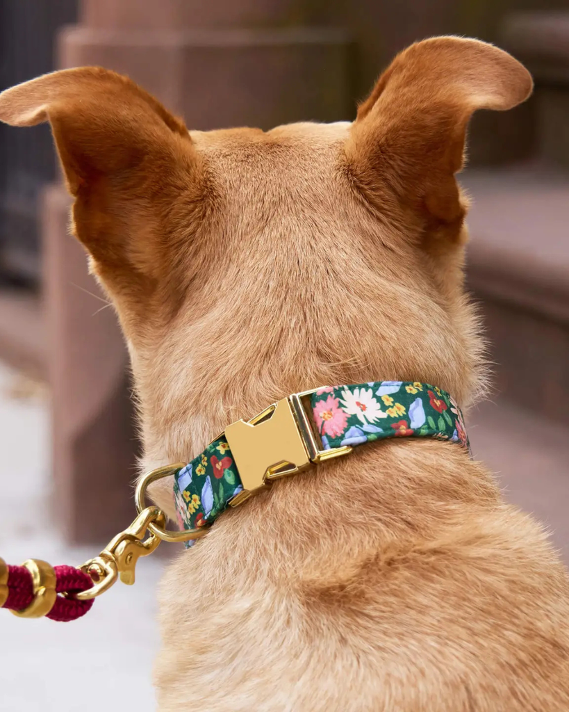 Secret Garden Dog Collar (Made in the USA)