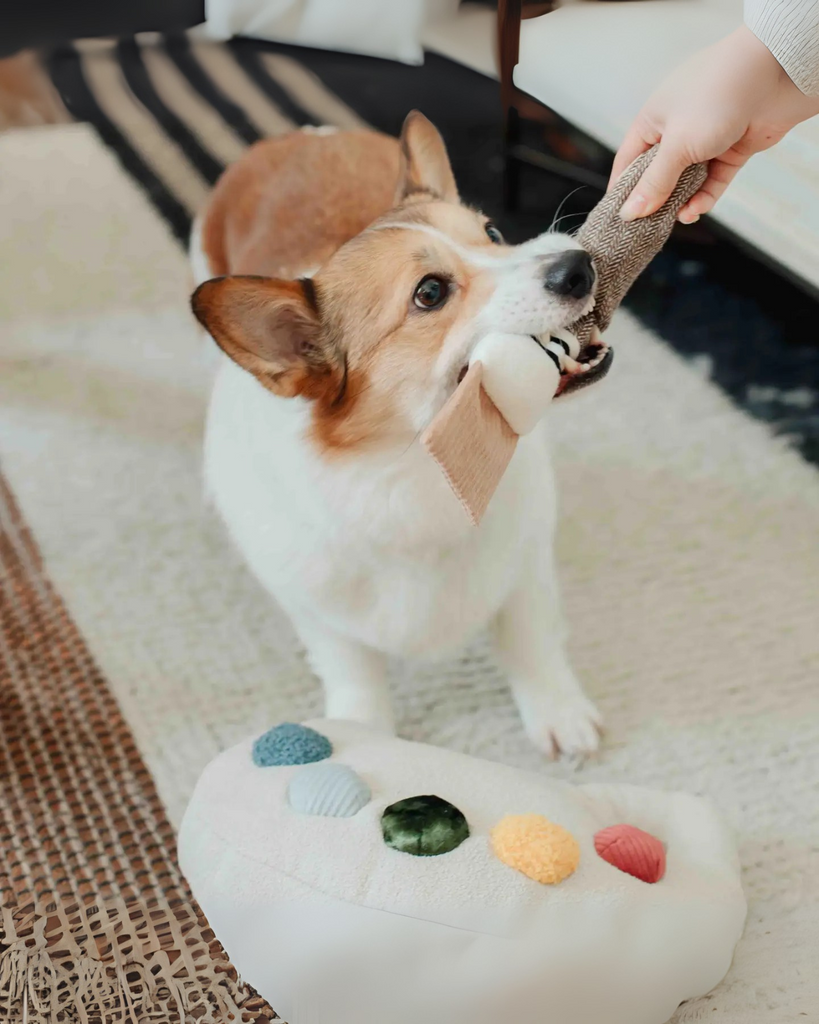 Color Palette Set Dog Enrichment Toy PLAY LAMBWOLF COLLECTIVE