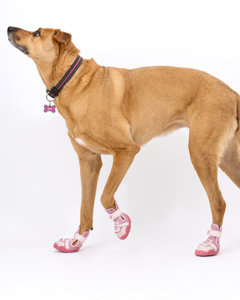 The Kai - Protective Footwear for Dogs Wear PAWS BY KAI