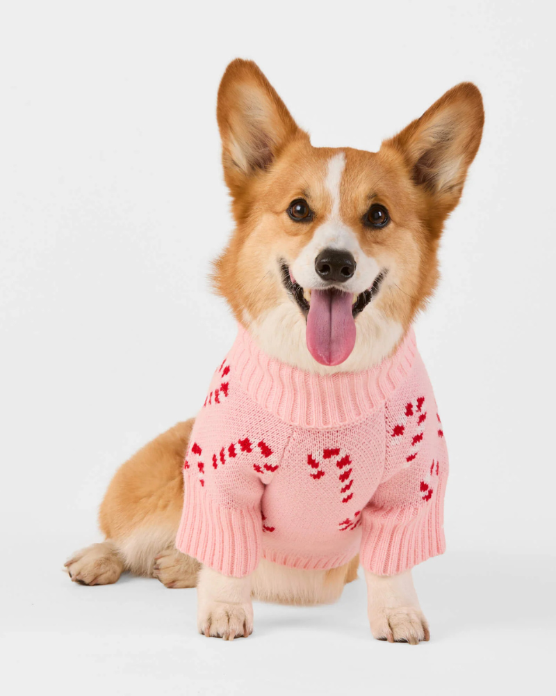 Pink Candy Cane Dog Sweater Wear THE FOGGY DOG