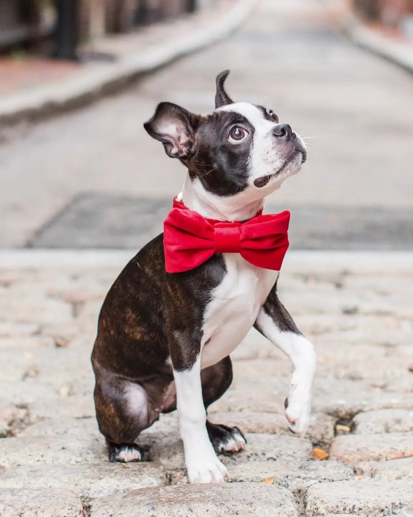 Cranberry Velvet Dog Bow Tie (Made in the USA) Wear THE FOGGY DOG   