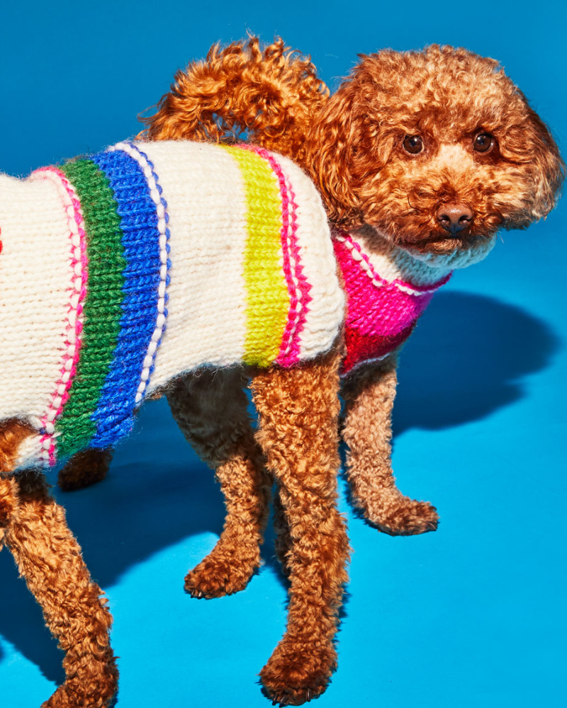 Neon Stripe Wool Dog Sweater (FINAL SALE) Wear WARE OF THE DOG   