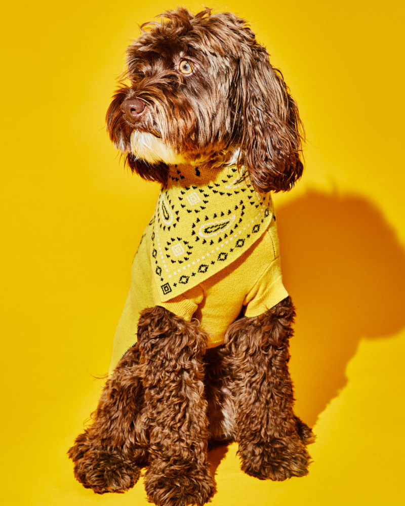 Merino Wool Bandana Print Sweater in Yellow Wear WARE OF THE DOG   