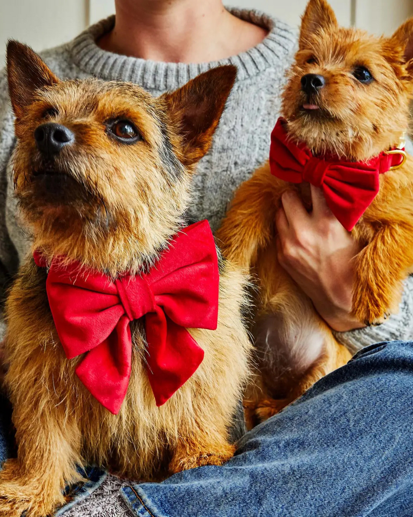 Cranberry Velvet Dog Bow (Made in the USA) Wear THE FOGGY DOG   