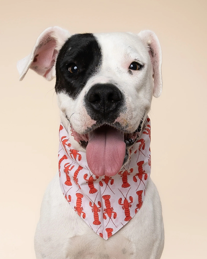 Lobstah Dog Bandana Wear THE PAWS