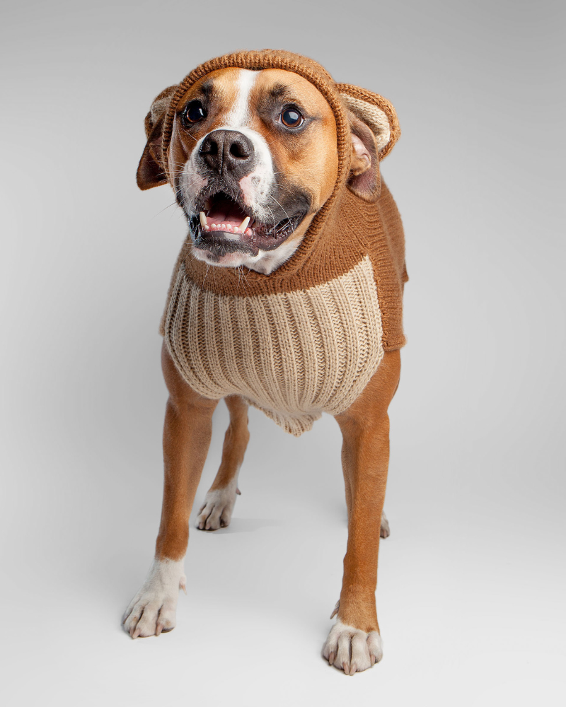 Teddy Bear Handknit Dog Sweater wear PERUVIAN KNITS