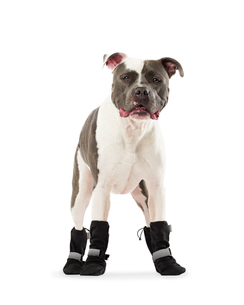 Soft Shield Dog Boots in Black