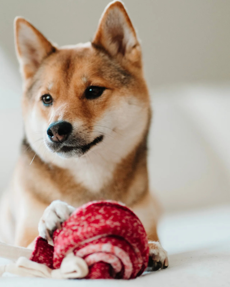 Lollipop Enrichment Holiday Dog Toy PLAY LAMBWOLF COLLECTIVE