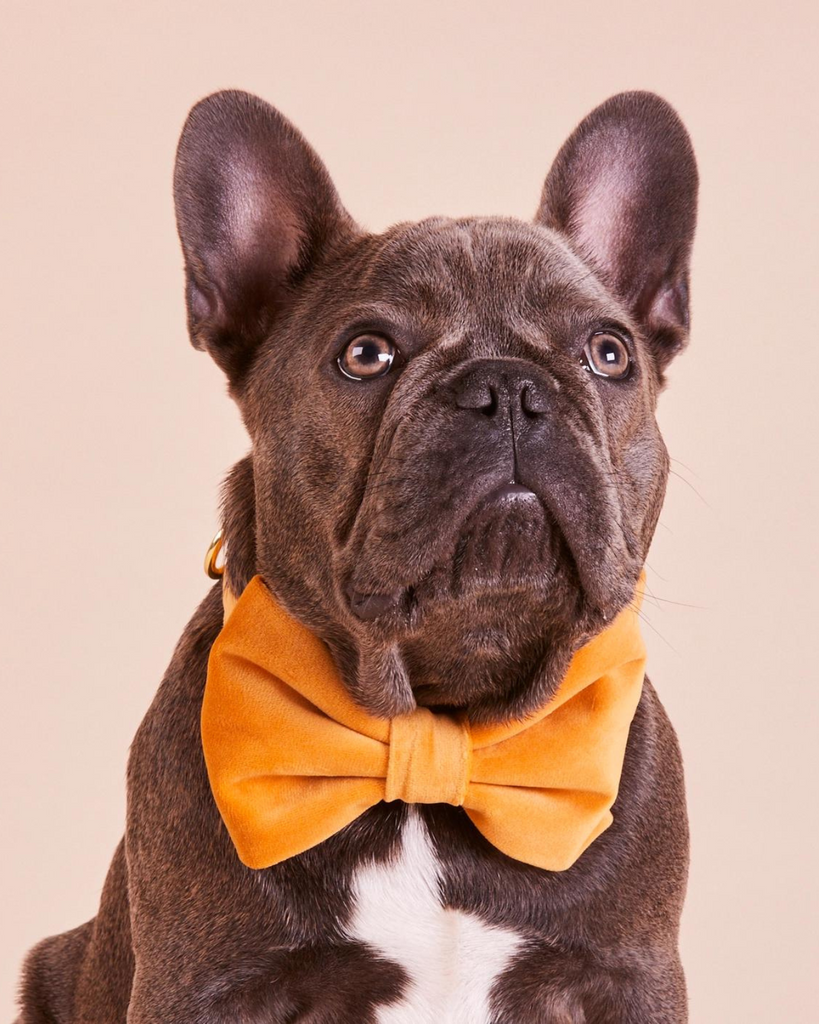 Honey Velvet Dog Bow Tie (Made in the USA) (FINAL SALE) Wear THE FOGGY DOG   