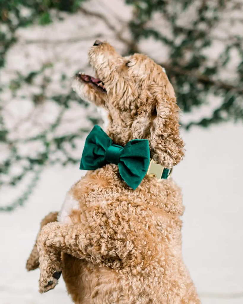 Forest Green Velvet Dog Bow Tie Wear THE FOGGY DOG   