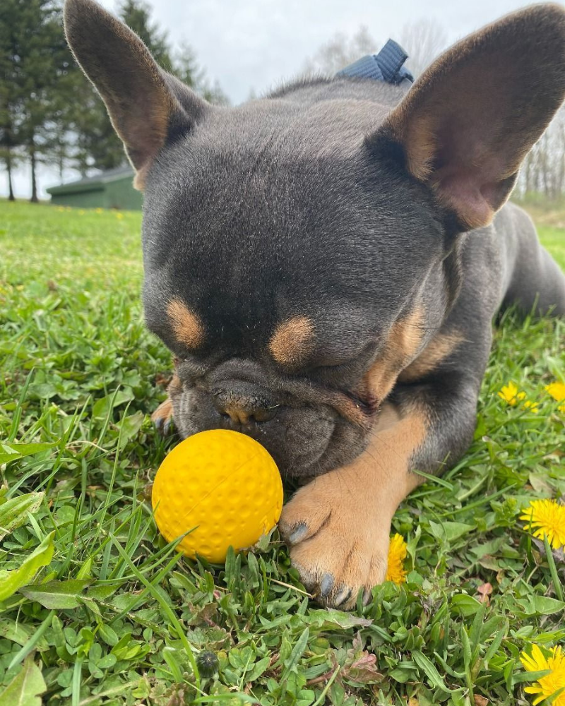 Rubber Floating Dog Ball Toy Play TALL TAILS   