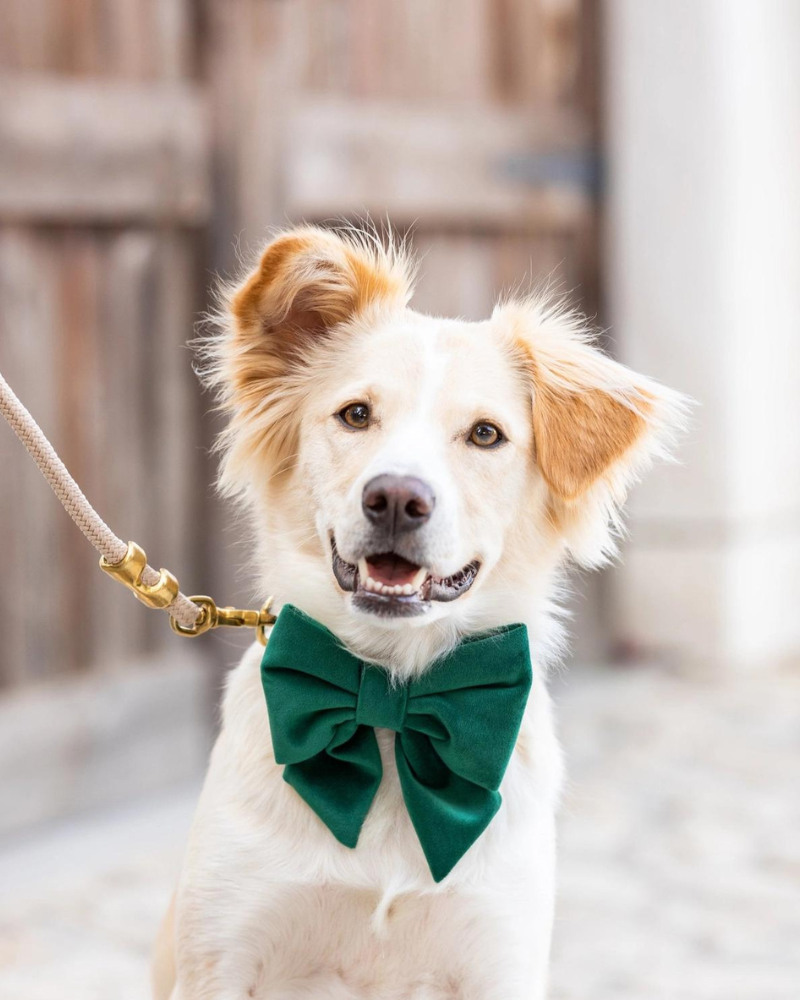 Forest Green Velvet Lady Dog Bow Wear THE FOGGY DOG   