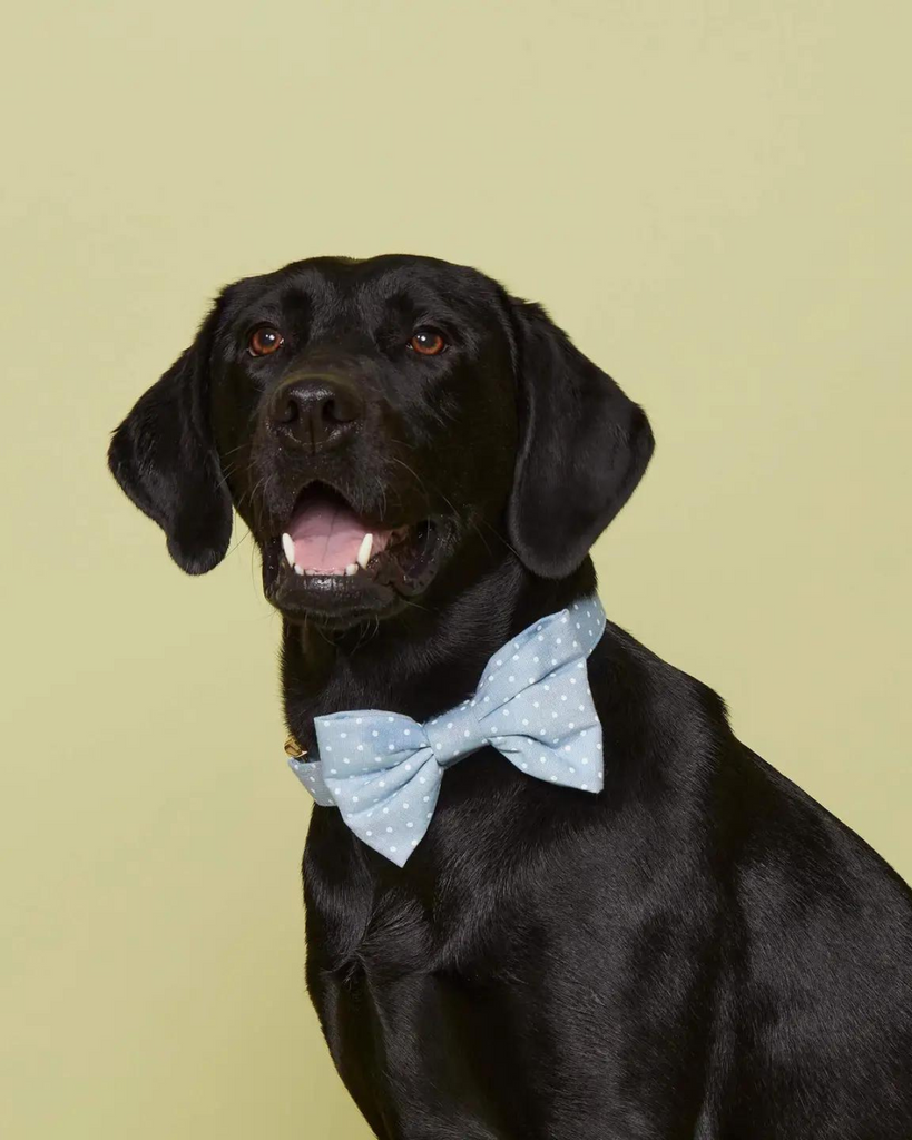 Chambray Dots Dog Bow Tie (Made in the USA) (FINAL SALE) Wear THE FOGGY DOG   