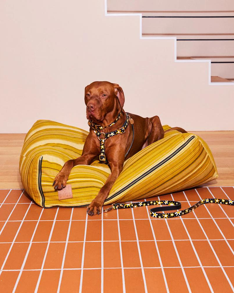 Posie Leather Dog Leash in Sunshine WALK NICE DIGS   