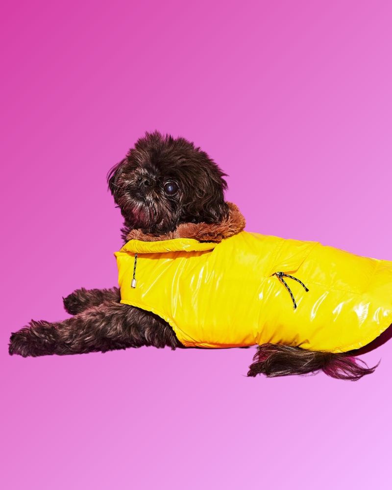 Shiny Puffer Dog Jacket w/ Faux Fur Hood (Made in the USA) (FINAL SALE) Wear WARE OF THE DOG   