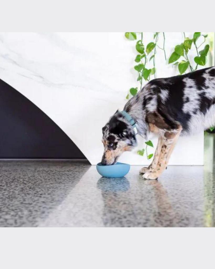 Silicone Dog Bowl in French Blue (FINAL SALE) HOME FUZZYARD   