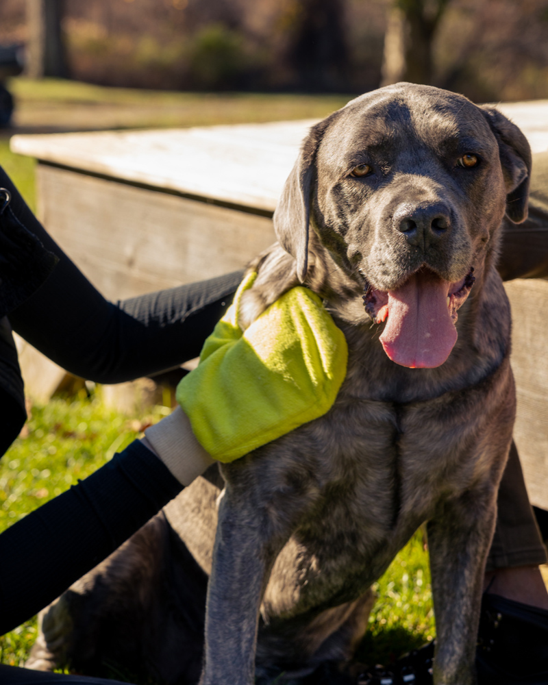 Microfiber Tick Mitt for Humans & Pets WALK TICK MITT   