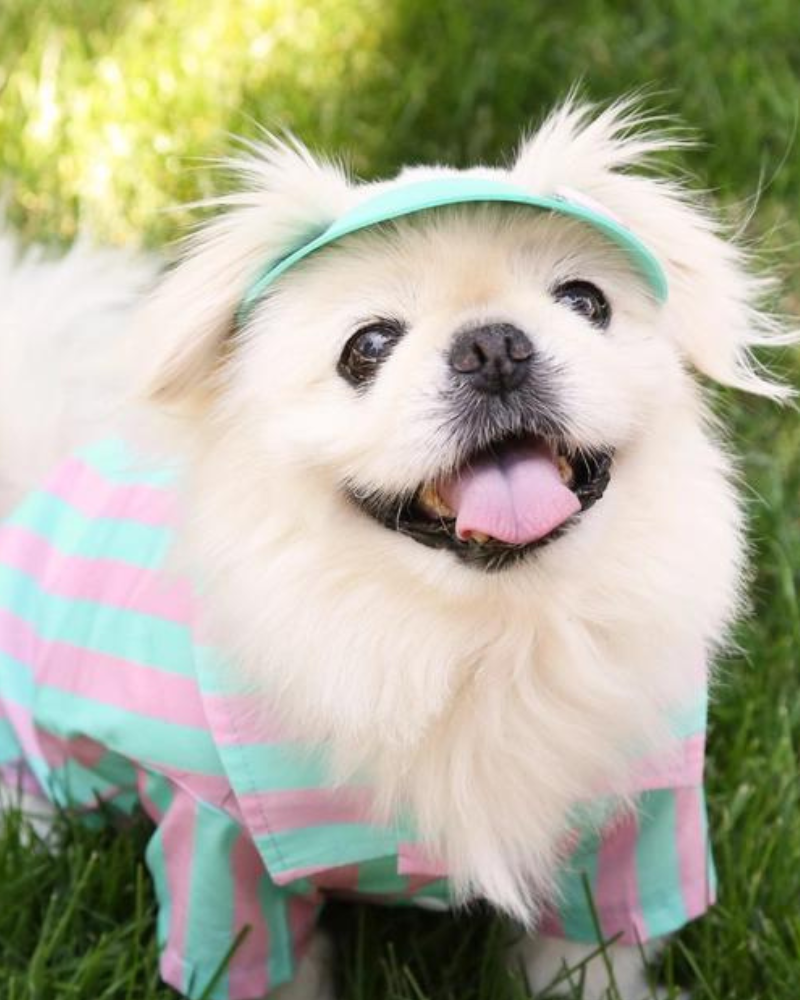 Stripey Poolside Button-Down Dog Shirt (Made in the USA) Wear ICECREAMTREE STUDIO