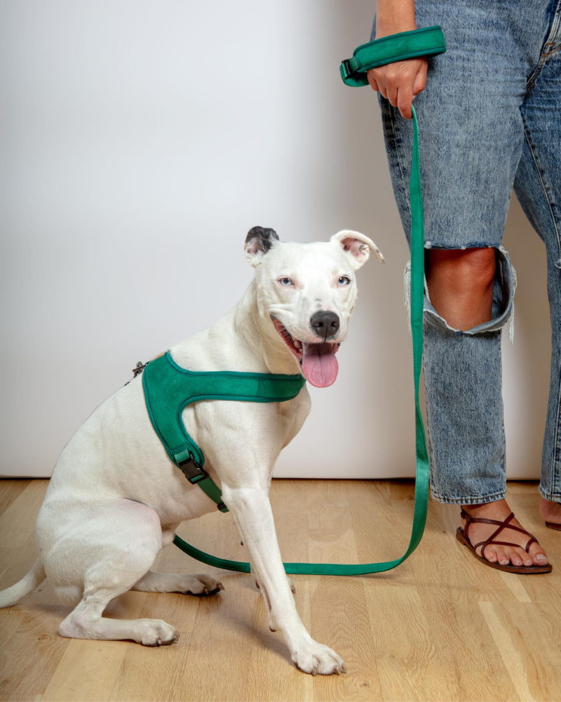 CHARLIE'S BACKYARD | Town Slip-On Dog Harness | DOG & CO.