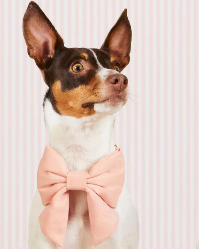 Blush Pink Velvet Dog Lady Bow (Made in the USA) Wear THE FOGGY DOG   