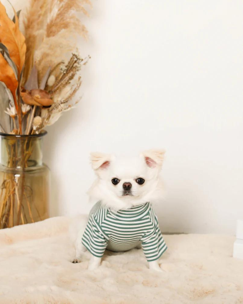 High Neck Striped Dog Shirt Wear MONCHERI   