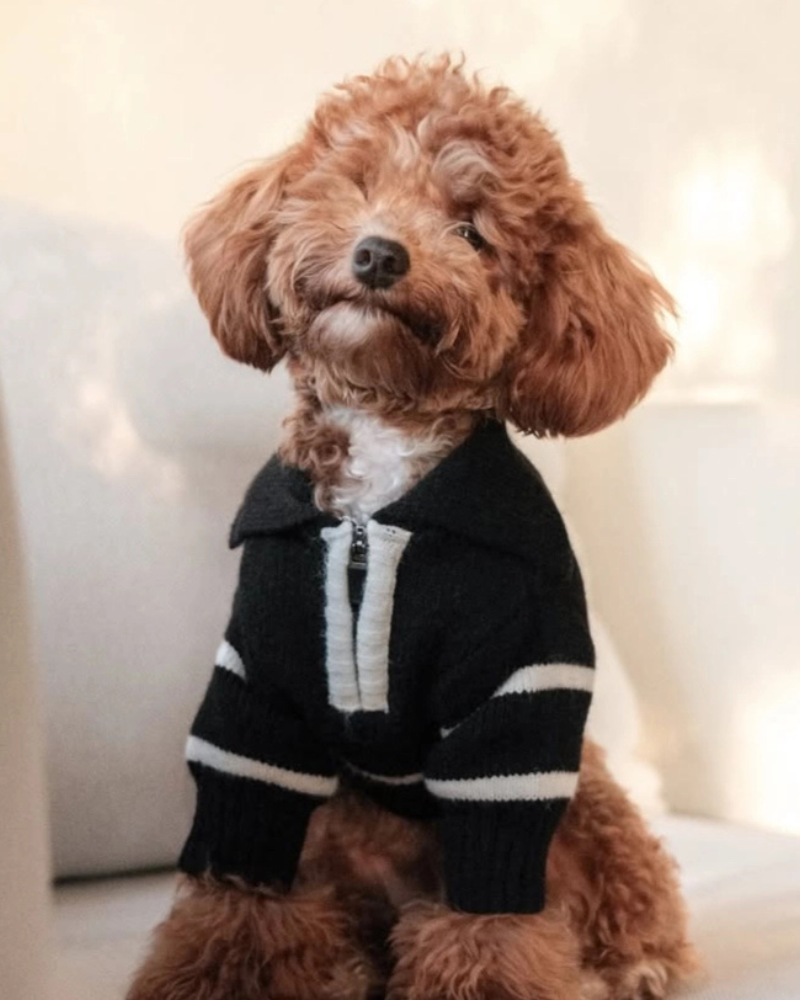 Cortado Striped Zipper Turtleneck Dog Sweater Wear HOSHIBA PET