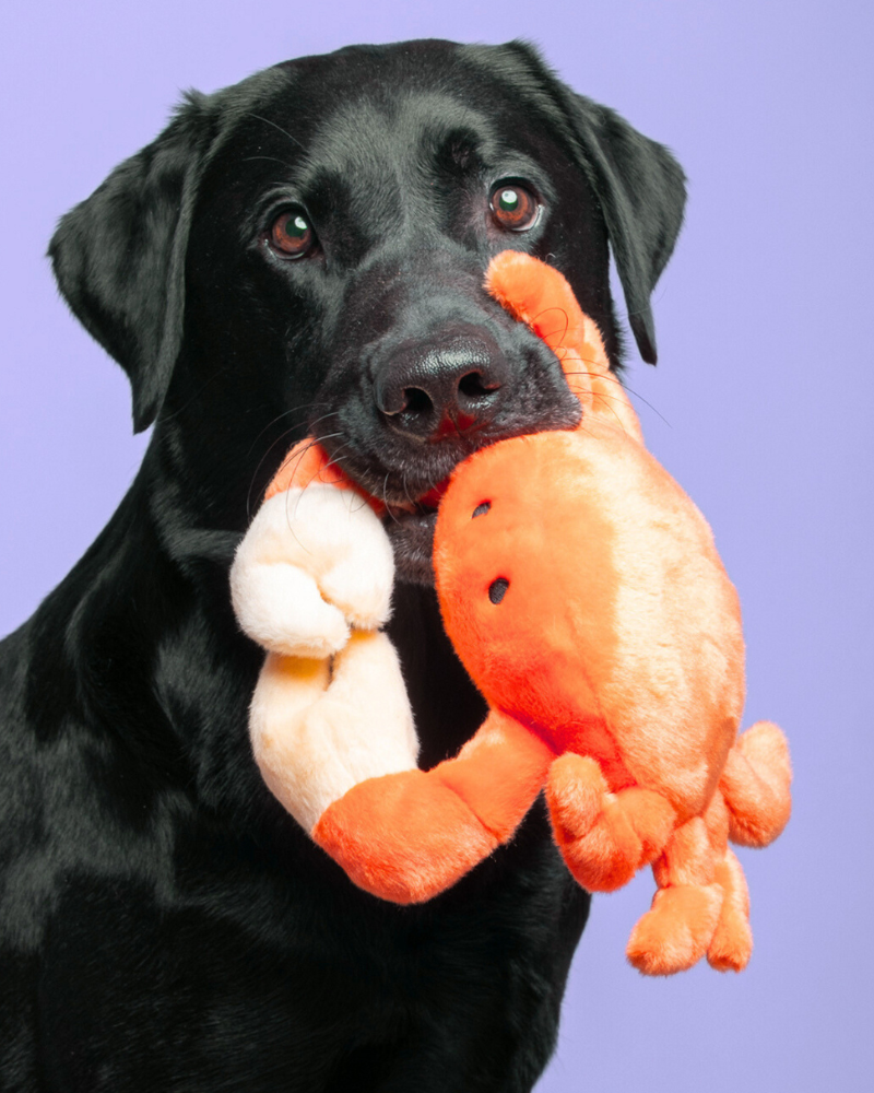 Phyllis the Crab Plush Squeaky Dog Toy Play FLUFF & TUFF