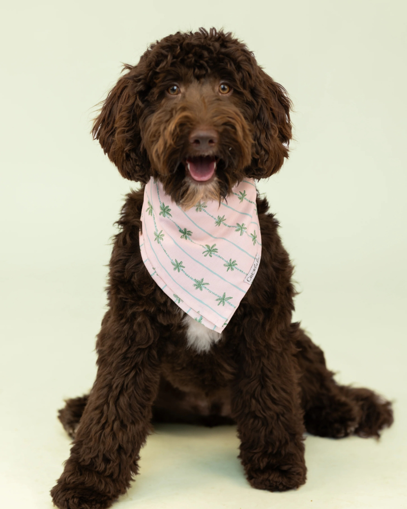 Palm Beach Dog Bandana wear Crew LaLa