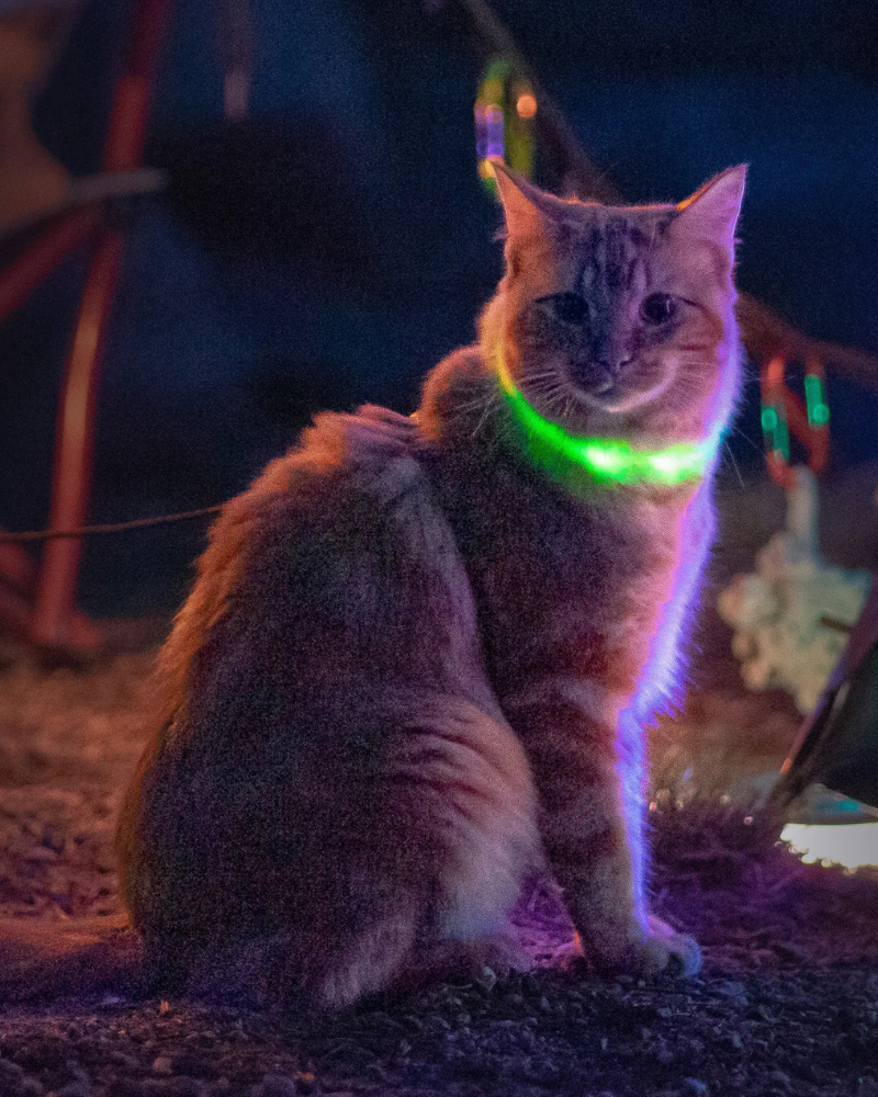 NITEMEOW® Rechargeable Led Safety Cat Necklace WALK NITE IZE