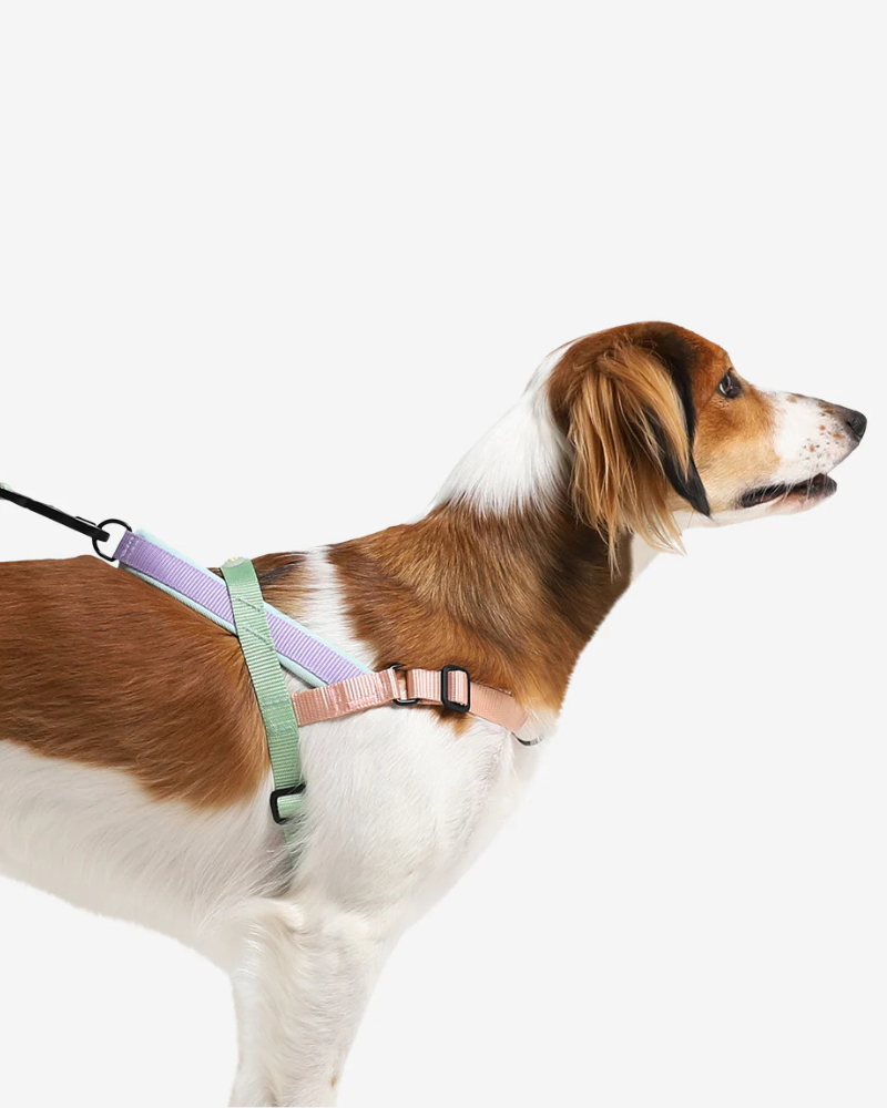 Perfect Pace Head Halter Dog Leash No Pull Halters For Dogs The