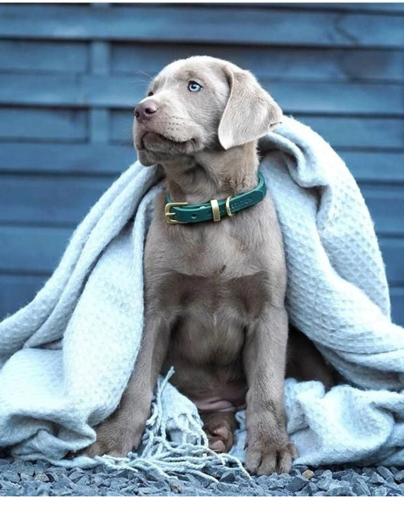 Butter Leather Dog Collar in Forest Green (Made in Austria) WALK MOLLY & STITCH