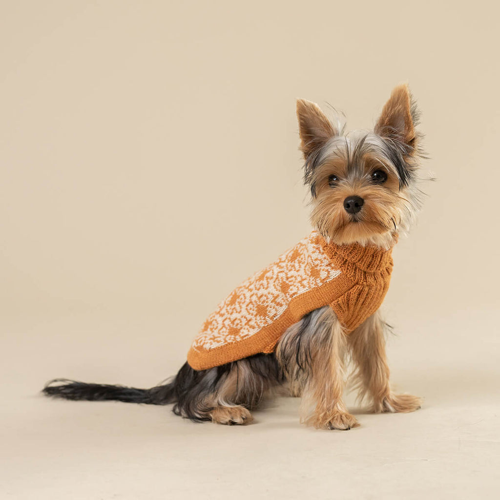 Buttercup Alpaca Dog Sweater Wear ALQO WASI   
