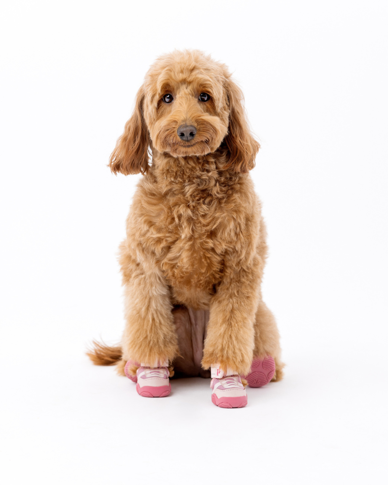 The Kai - Protective Footwear for Dogs Wear PAWS BY KAI