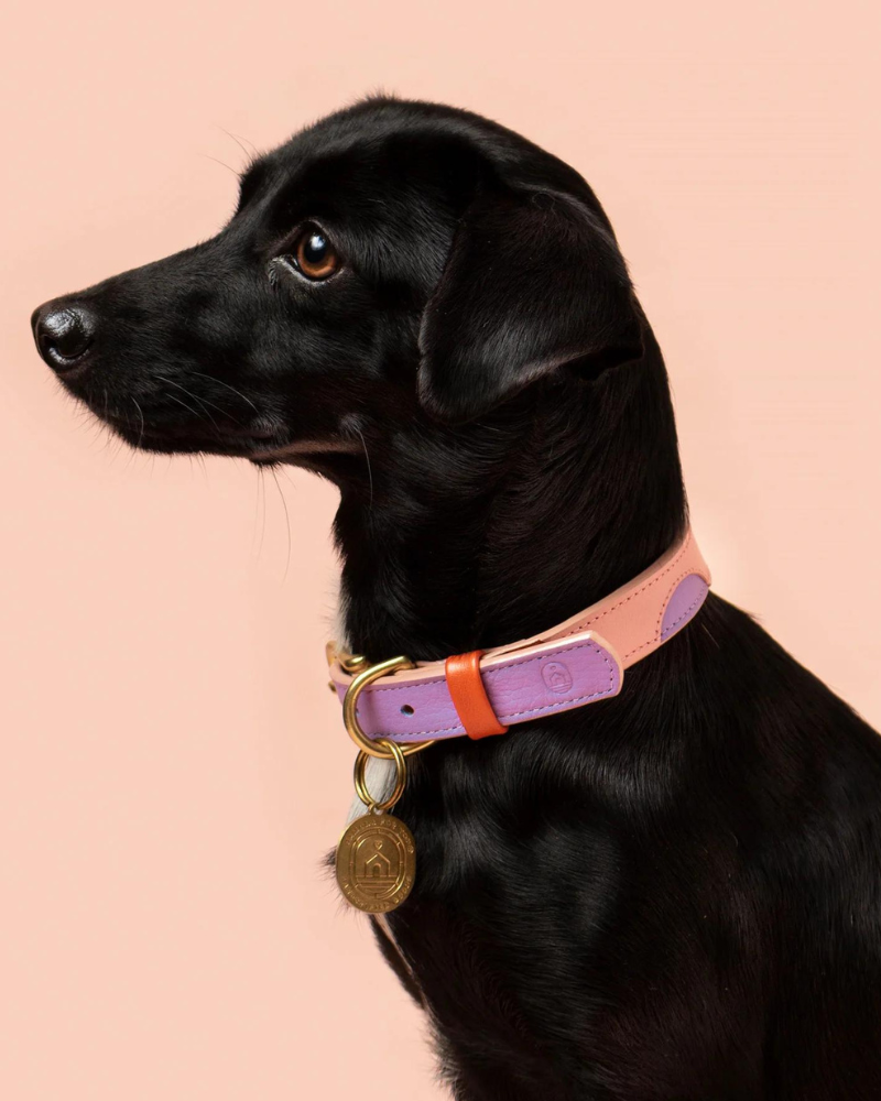 Sweet Leather Dog Collar (Made in Guatemala) WALK RAMONA FOR YOU   