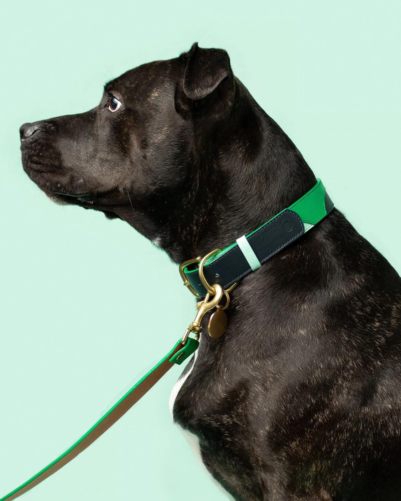 Brave Leather Dog Collar (Made in Guatemala) WALK RAMONA FOR YOU   